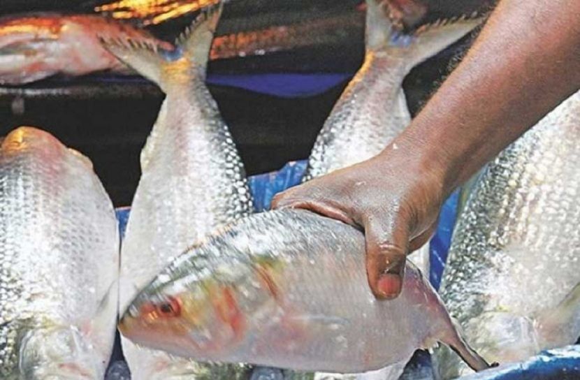 ২২ দিনের নিষেধাজ্ঞা শেষে প্রাণ ফিরেছে নদীতে