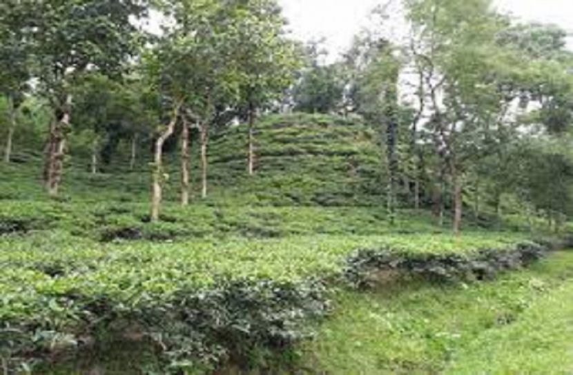 চা চাষে নতুন সম্ভাবনার হাতছানি গাজীপুর