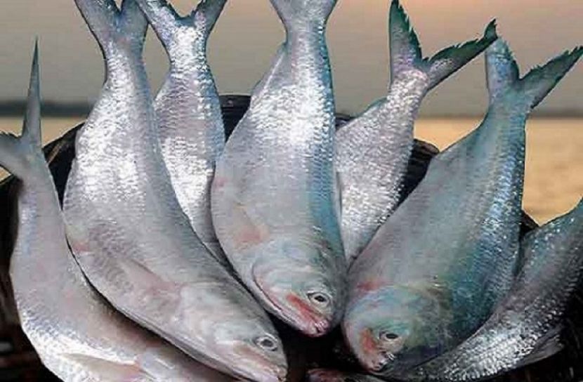 মেঘনা নদীতে ইলিশের আকাল
