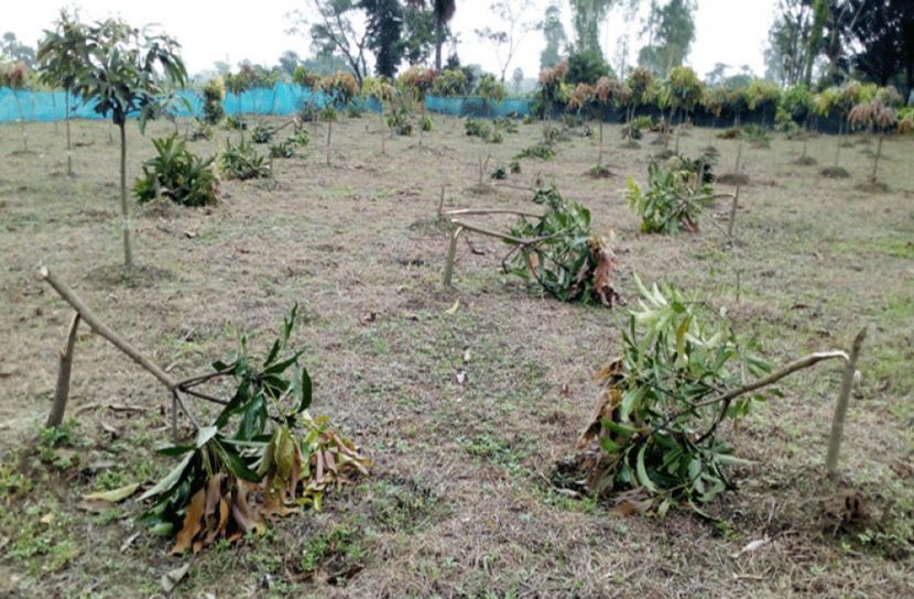 আড়াইহাজারে দুই শতাধিক ফলজ ও বনজ গাছ কেটে দিল দুবৃর্ত্তরা