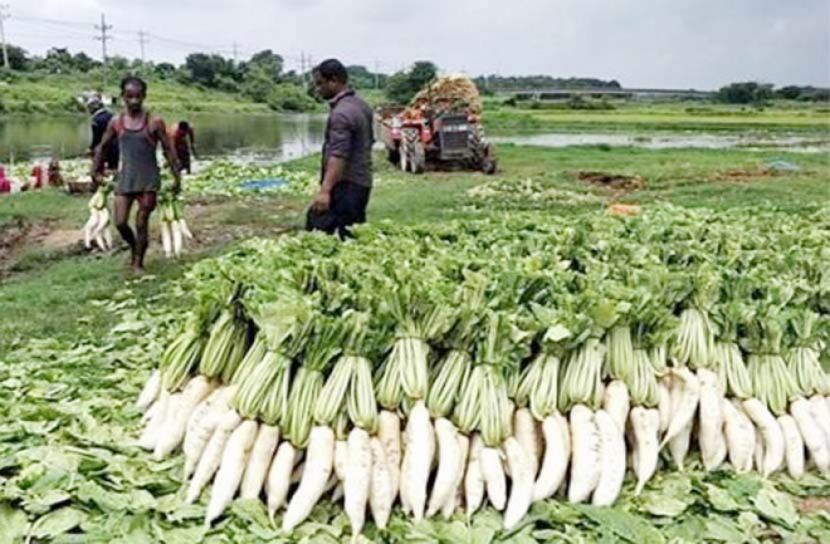১০ টাকা মণ মুলা