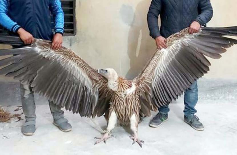 বিরল প্রজাতির শকুন উদ্ধার