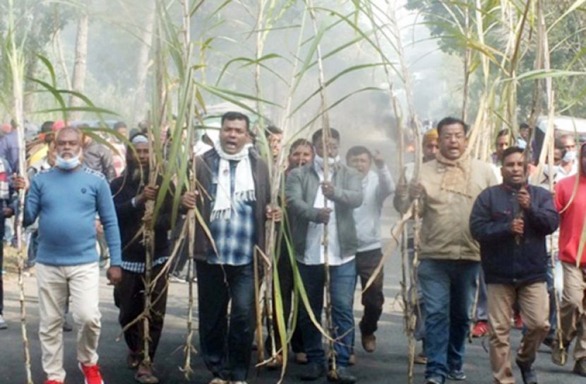 চিনিকলে আখ মাড়াই চালুর দাবিতে বিক্ষোভ