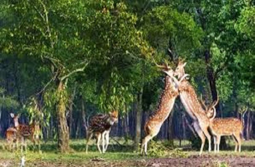 সুন্দরবনের প্রাকৃতিক সম্পদ রক্ষায় অটোমেশন প্রথা