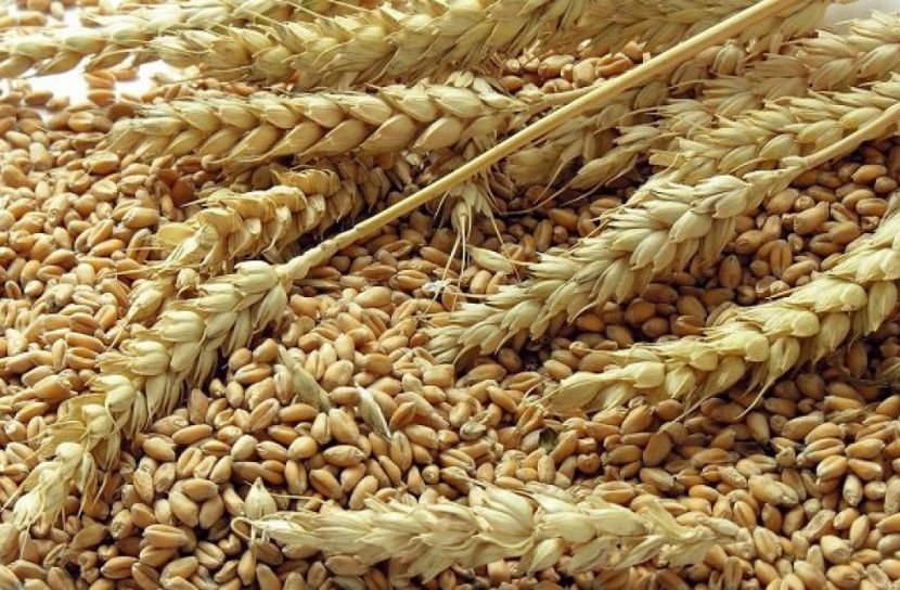 এবার ৫০ হাজার টন গম আমদানি করছে সরকার