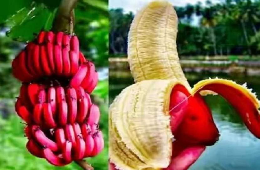শরীরে রোগ প্রতিরোধ ক্ষমতা বাড়ায় লাল কলা 