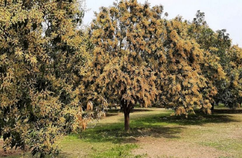 বাঘায় এবার আমের উৎপাদন লক্ষ্যমাত্রা দেড় লাখ মেট্রিক টন