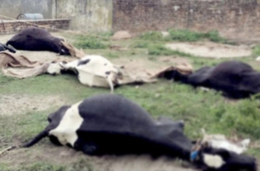 দুদিনে ১৩ গরুর মৃত্যু, খামারি বাবুলের ২৫ লাখ টাকার ক্ষতি
