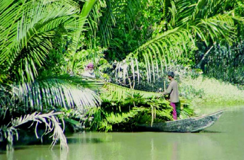 সুন্দরবনে এখন চলছে গোলপাতা আহরণের উৎসব