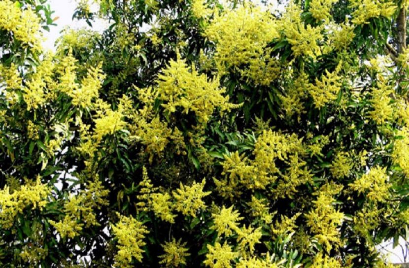 সুন্দর্যে মুখরিত আম বাগান