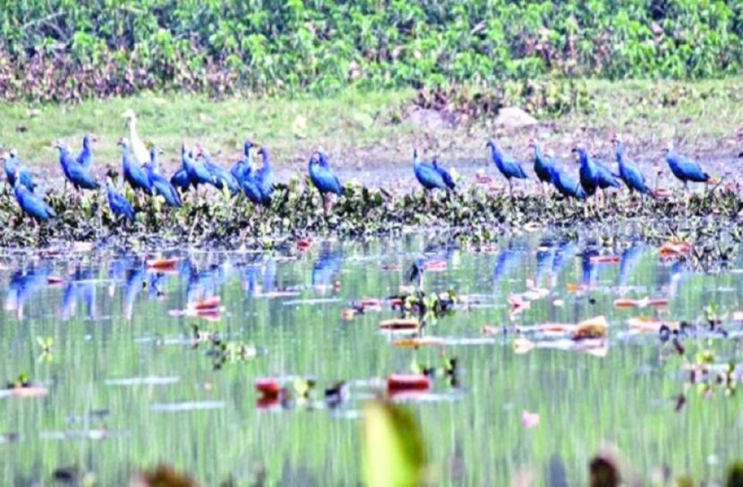 হাজারো পাখির কলতানে মুখরিত বাইক্কাবিল