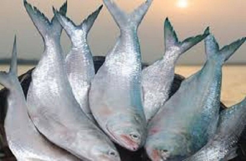 ভোলার যে সব এলাকায় মাছ শিকার নিষিদ্ধ
