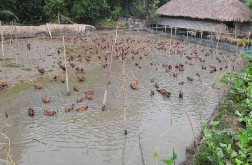 হাঁসেই ভাগ্য ফিরলো অনোকের