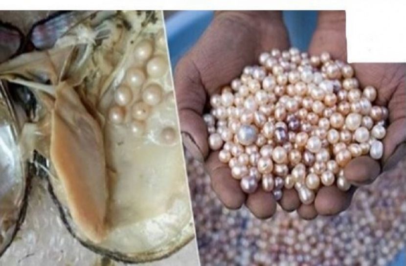 মাছের সঙ্গে মুক্তা চাষে লাখ টাকা আয়