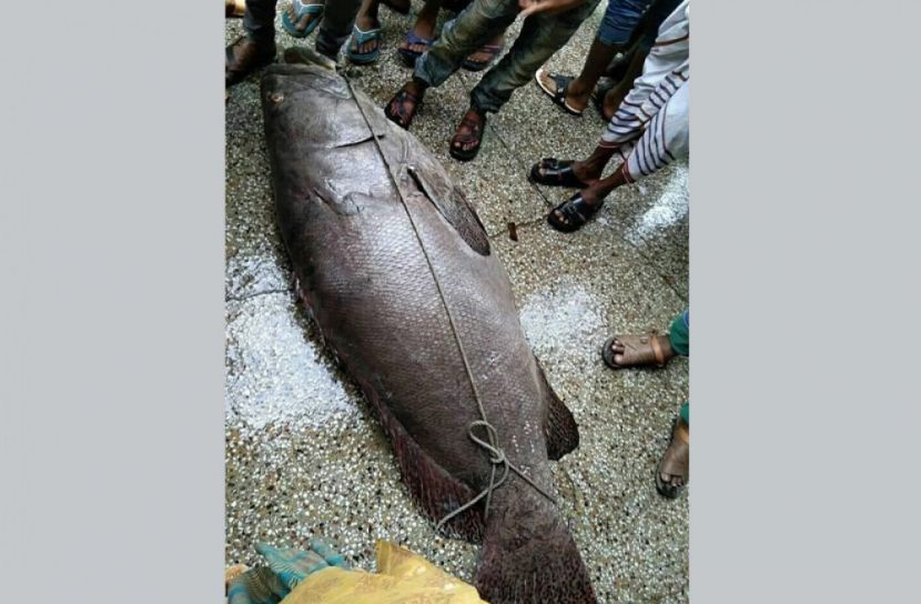 এক মাছ ১ লাখ ৩০ হাজার টাকা!