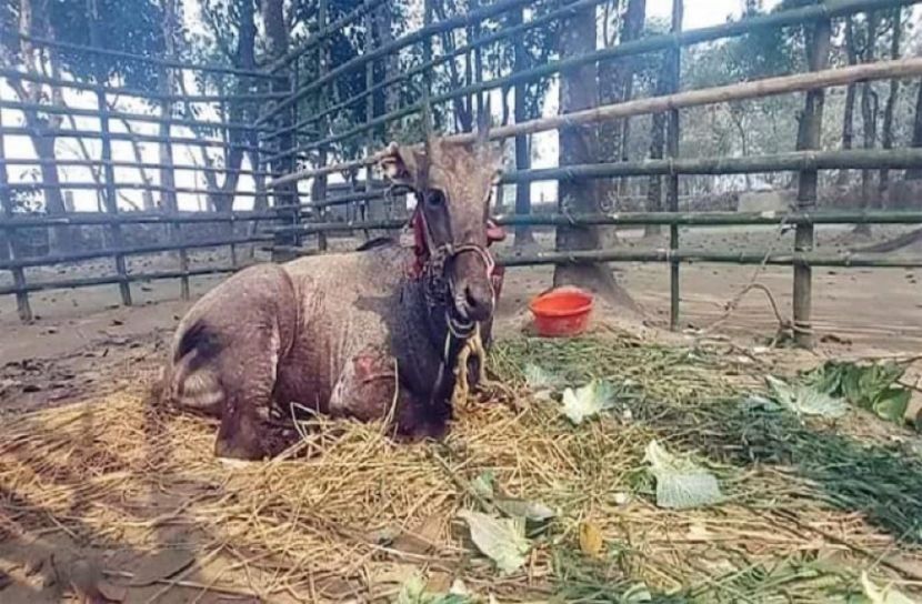 সুস্থ হয়ে উঠছে জবাই থেকে রক্ষা পাওয়া নীলগাইটি