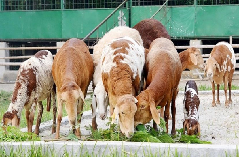 মরুভূমির দুম্বা এখন চুয়াডাঙ্গায়
