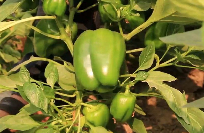 পাবনায় ক্যাপসিক্যাম আবাদে সাফল্য