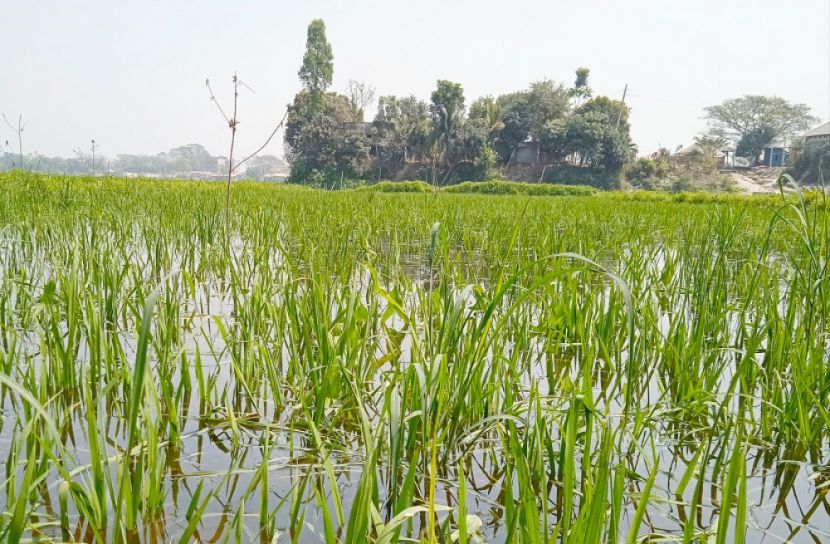 অসময়ে পানি বৃদ্ধি, বোরো আবাদ ব্যাহত