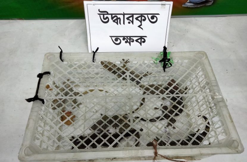 কিশোরগঞ্জে তক্ষকসহ এক ব্যক্তি আটক