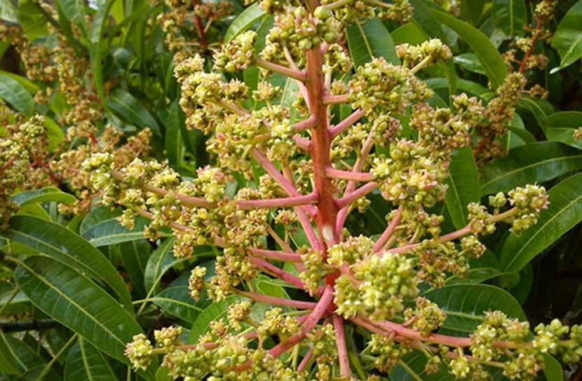 কুমিল্লায় আমের মুকুলে মনমাতানো ঘ্রাণ