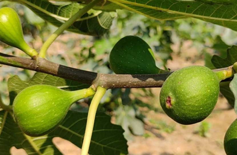 মরুর ফল ত্বীন ফলছে জয়পুরহাটে