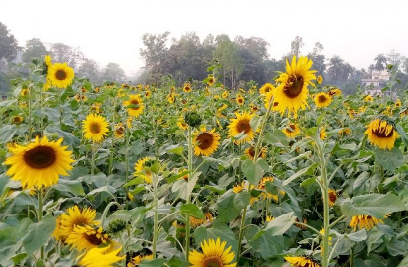 সূর্যমুখীতে সাবলম্বী হওয়ার স্বপ্ন রুবেলের