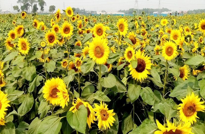 নরসিংদীতে দিন দিন বাড়ছে সূর্যমুখী ফুলের চাষ