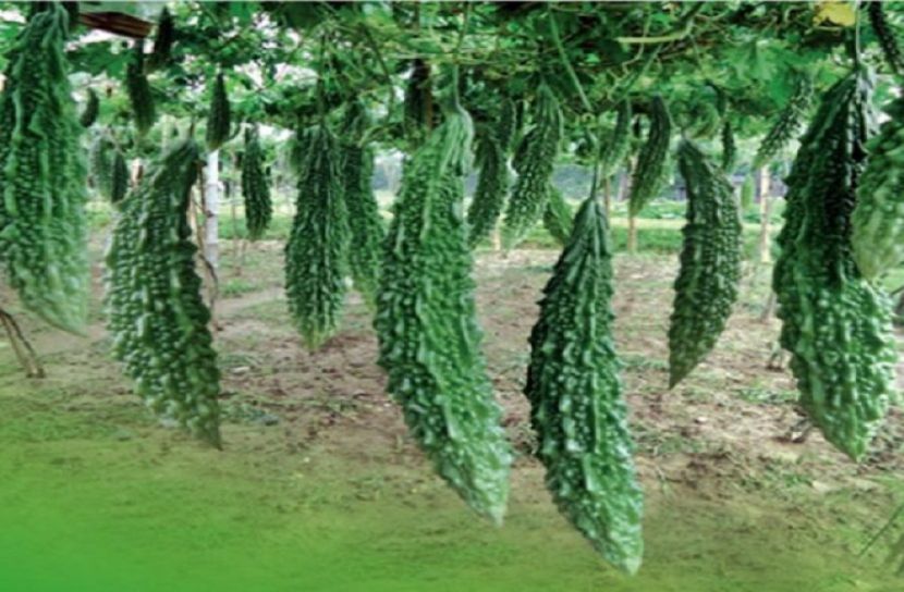 ডায়াবেটিস নিয়ন্ত্রণে রাখে করলা