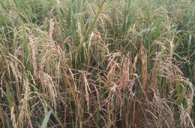 হিলিতে ধানে পচন : দিশেহারা কৃষক