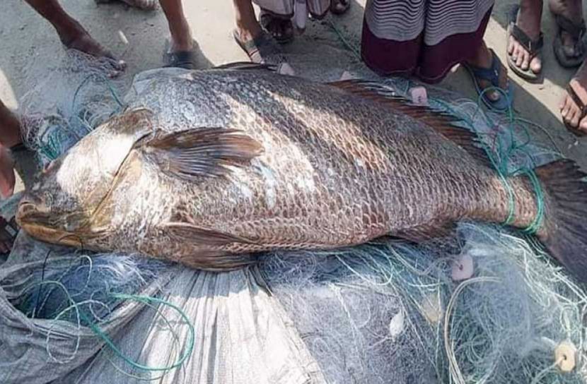 ১ পোয়া মাছ ৩ লাখ টাকা!
