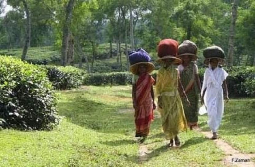 আগাম বৃষ্টিতে চায়ের বাম্পার ফলনের সম্ভাবনা 