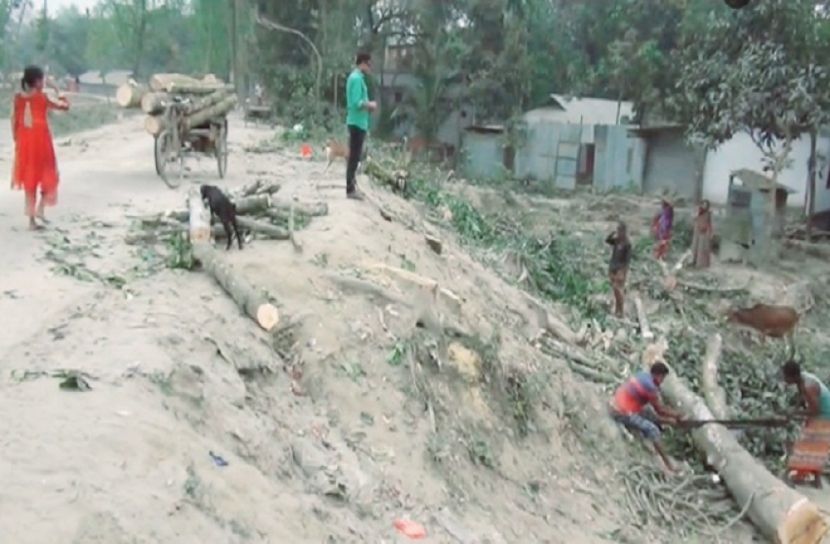 গাইবান্ধায় সরকারি গাছ হরিলুট, পাল্টাপাল্টি অভিযোগ