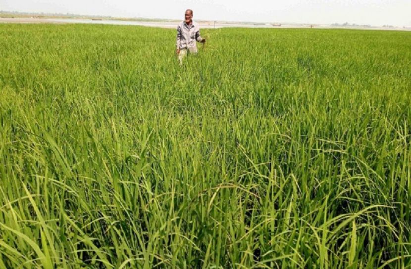 সবুজ ধানে ভরে উঠেছে তিস্তার চর