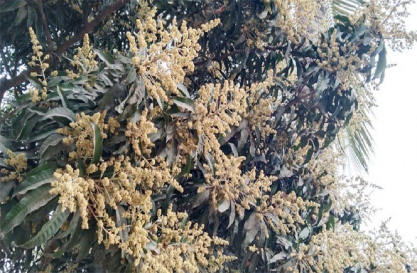 চাঁপাইনবাবগঞ্জে আমের মুকুলের ক্ষতির আশঙ্কা