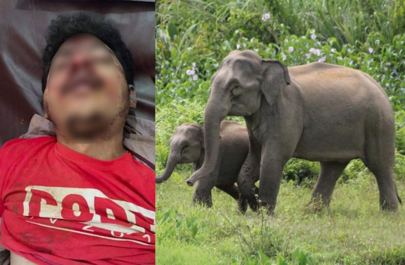 হাতির পায়ের পিষ্টে বিশ্ববিদ্যালয় ছাত্রের মৃত্যু