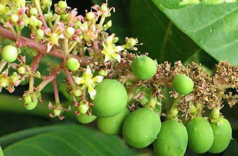 আমের মুকুলের ঘ্রাণে মুখরিত প্রকৃতি