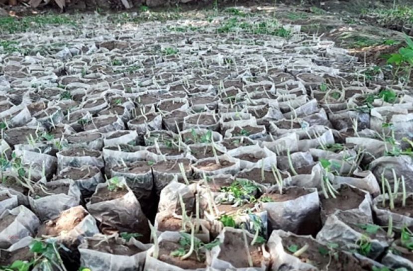 শত্রুতার জেরে ৬ হাজার পেঁপে গাছের চারা কর্তন!