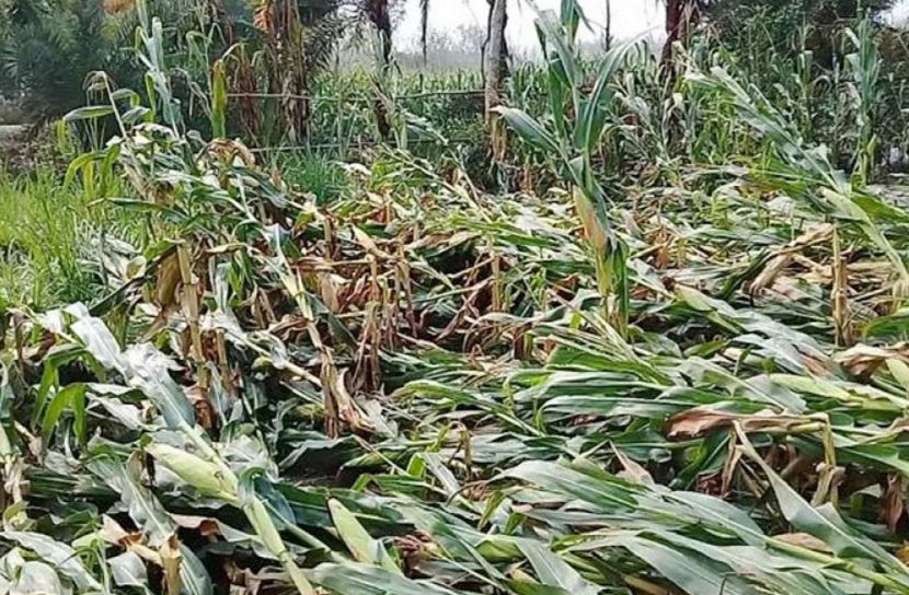 ঝড়-বৃষ্টিতে কৃষকের স্বপ্ন ভগ্ন