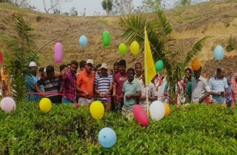 কুলাউড়ায় শুরু হয়েছে নতুন মৌসুমের চা পাতা উত্তোলন