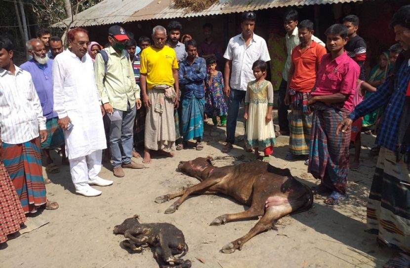 ঝিনাইদহে আগুনে পুড়ে ছাই কৃষকের স্বপ্ন