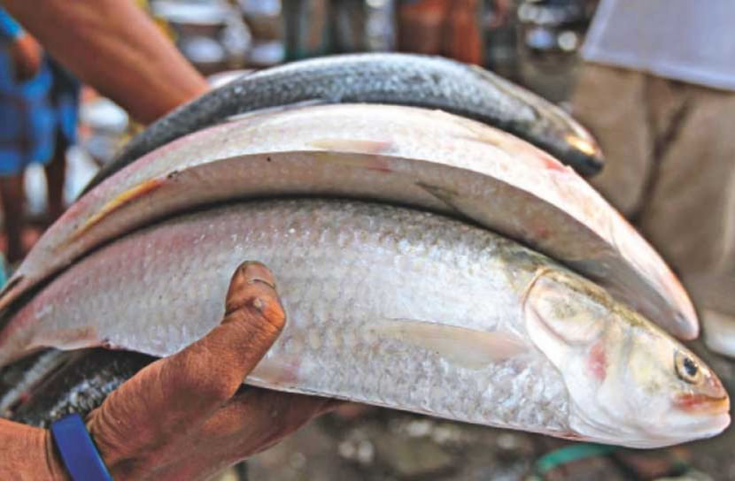 ইলিশের উৎপাদন বেড়েছে ৭৯ শতাংশ