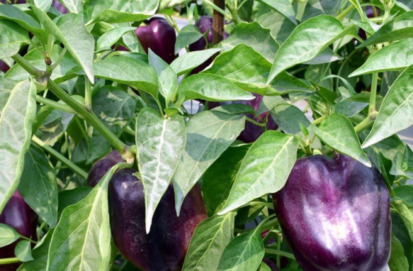খুবিতে বেগুনি ক্যাপসিকাম চাষে সাফল্য