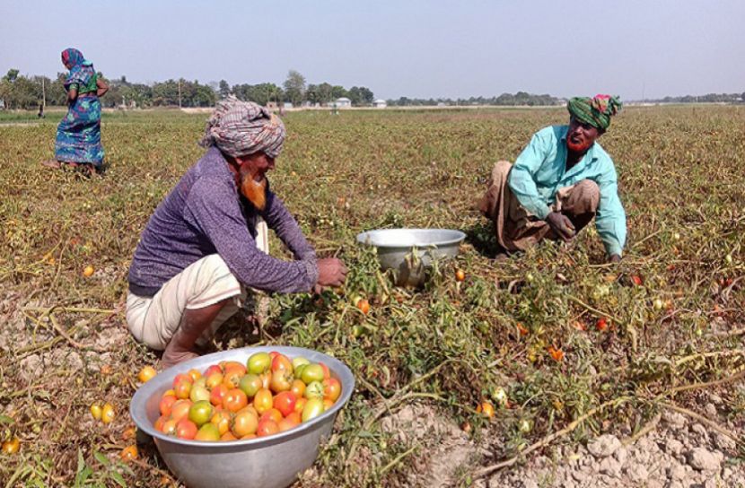 টমেটোর কেজি ২ টাকা