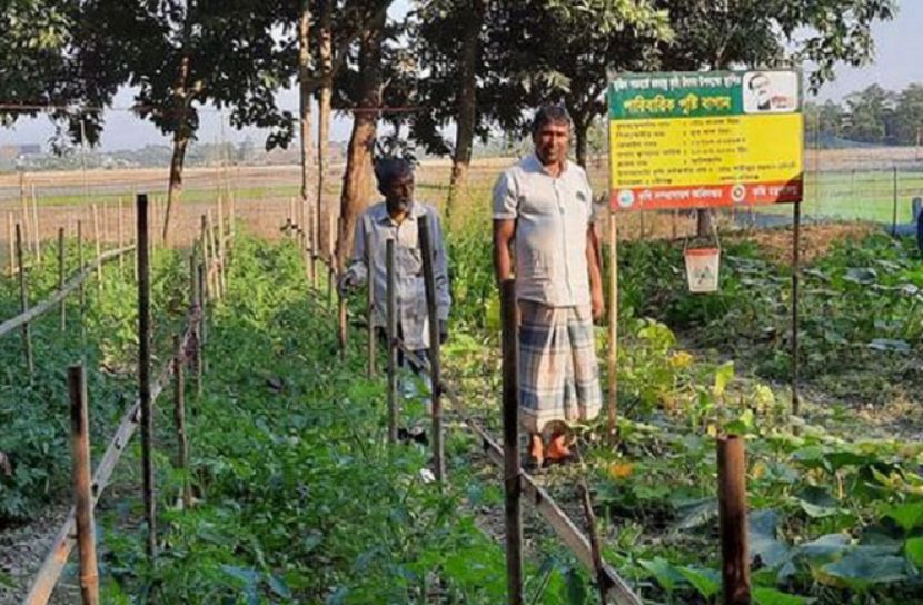 সিলেটে ‘মুজিববর্ষের উপহার পারিবারিক পুষ্টি বাগান’