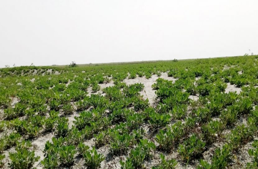 বেলকুচিতে বাদাম চাষে আশার আলো 
