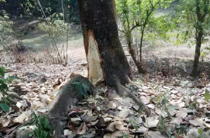 ৯৯৯ ফোন: অবৈধ গাছ কাটা বন্ধ করলো পুলিশ