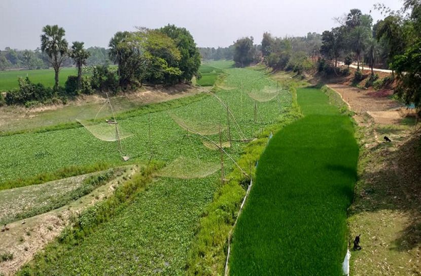 নদীর বুকে ধানসহ বিভিন্ন ফসলের চাষ