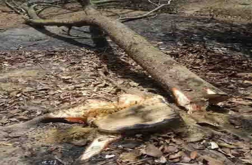 খাগড়াছড়িতে বেপোরোয়া ভূমিদস্যু চক্র