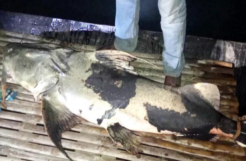২৪ কেজির বাঘাইড় সাড়ে ২১ হাজার টাকা
